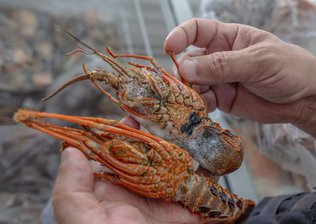 Governo publica novas regras para a pesca de lagostas