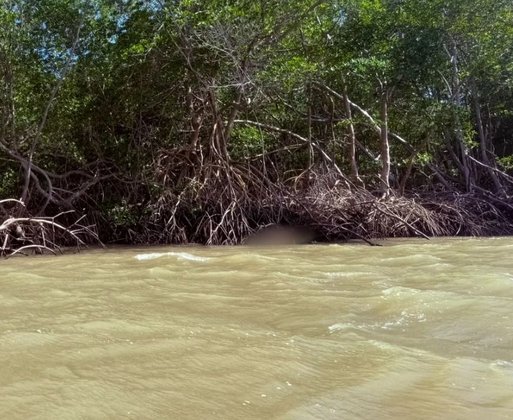 Corpo sem roupas é encontrado preso entre raízes na margem de rio