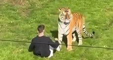 Homem morre após invadir recinto de tigres em zoológico da Inglaterra