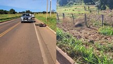 Dono de animal que causou acidente fatal em Baixa Grande do Ribeiro é indiciado