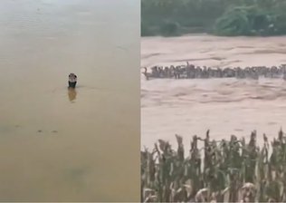 Mais de 900 cobras escapam e invadem cidade na China