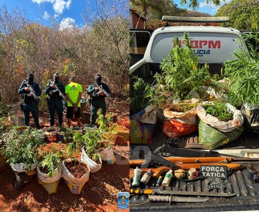 Polícia Militar apreende 77 mudas de maconha e armas durante operação em São Raimundo Nonato